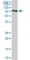 GCP60 / ACBD3 Antibody (clone 2G2)